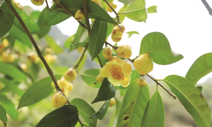 The blossoming of a once barren land