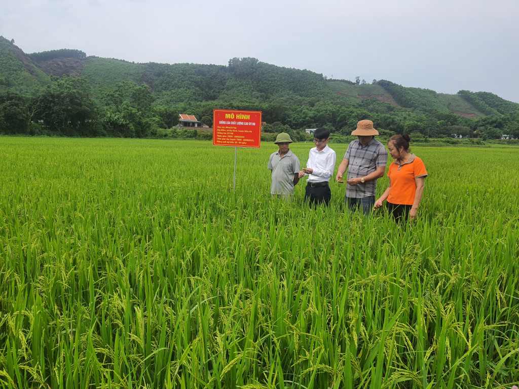Giống lúa ĐT100 đang phát triển tốt ở cánh đồng Quan, xã Đại Bình, huyện Đầm Hà.