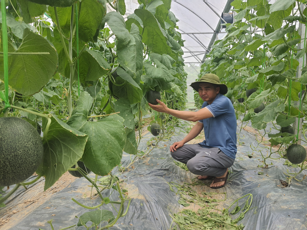 Mô hình trồng dưa lưới của anh Trương Thế Đô, xã Đại Bình cho hiệu quả kinh tế cao.