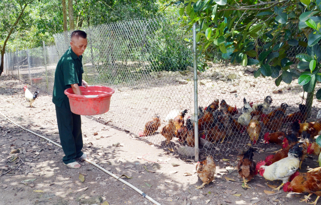 CCB Nguyễn Văn Quyền (xã Đông Ngũ, huyện Tiên Yên) phát triển mô hình nuôi gà Tiên Yên thương phẩm mang lại hiệu quả kinh tế cao.
