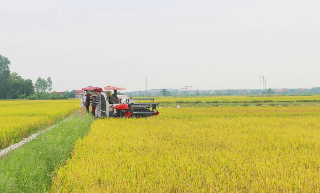 Nông dân TX Quảng Yên sử dụng máy gặt đập liên hợp để thu hoạch diện tích lúa vụ chiêm xuân.