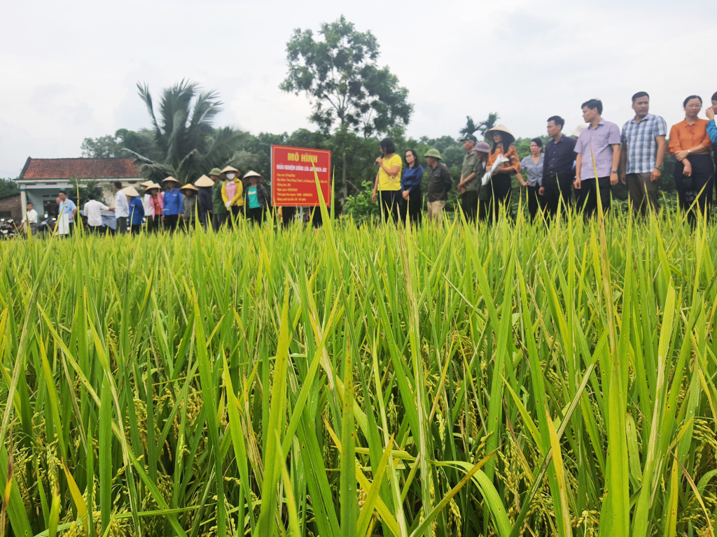 Người dân xã Quảng Tân, huyện Đầm Hà thăm đồng J02 trước khi tiến hành gặt thống kê.