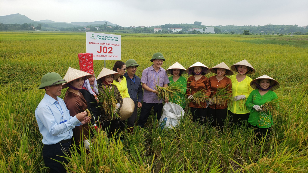 Sau thành công mô hình trồng thử nghiệm năm 2022, vụ Xuân này, bà con xã Đường Hoa, huyện Hải Hà chủ động nhân rộng cánh đồng lúa J02.