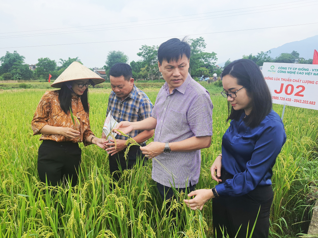 Nông dân xã Quảng tân, huyện Đầm Hà thăm đồng và tiến hành gặt thống kê tại một số chân ruộng J02