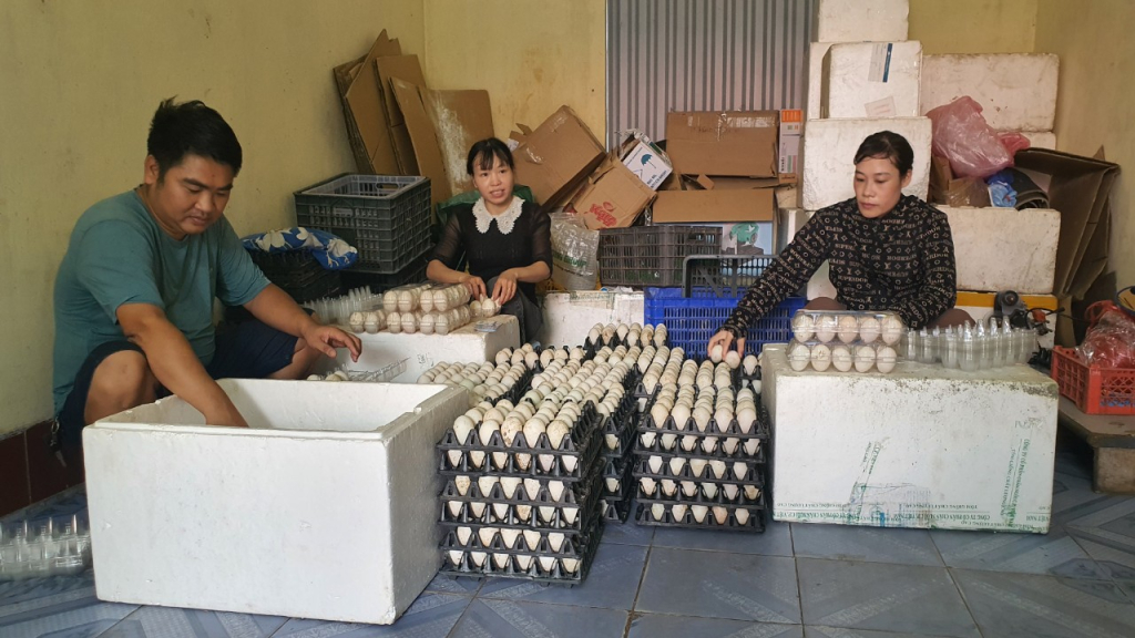 Thu hoạch trứng của các xã viên Hợp tác xã chăn nuôi vịt Đông Rui