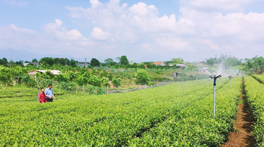 Mô hình trồng chè sử dụng thiết bị tưới tự động của gia đình anh Nguyễn Văn Thiện (thôn Hải Đông, xã Quảng Thành, huyện Hải Hà).