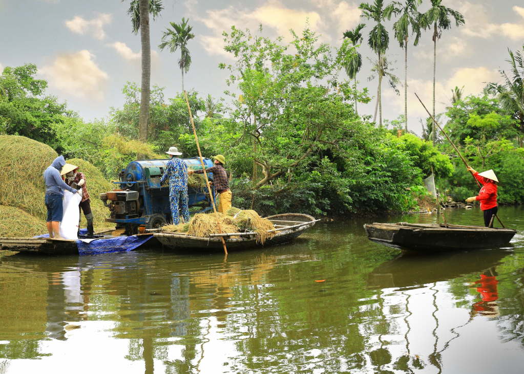 Do địa hình, có gia đình tập kết lúa và bố trí máy tuốt ngay trên thuyền cạnh bờ kênh.