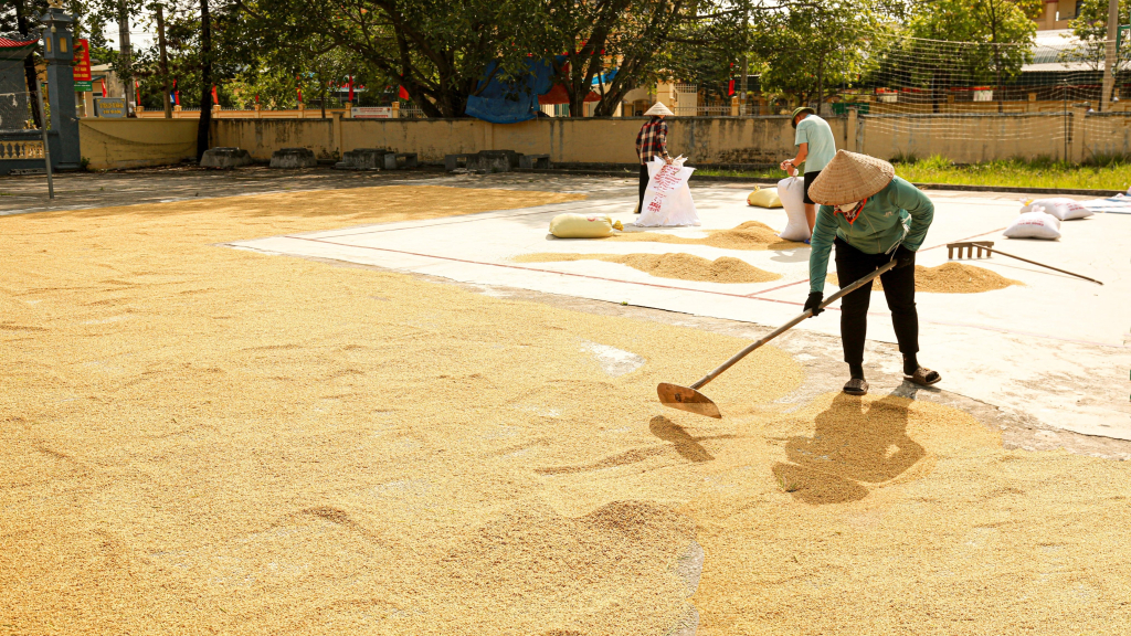 Theo ông Vũ Văn Tình, Chủ tịch Hội Nông dân phường Yên Hải, năm nay, năng suất lúa của bà con ước đạt 62,9 tạ/ha.