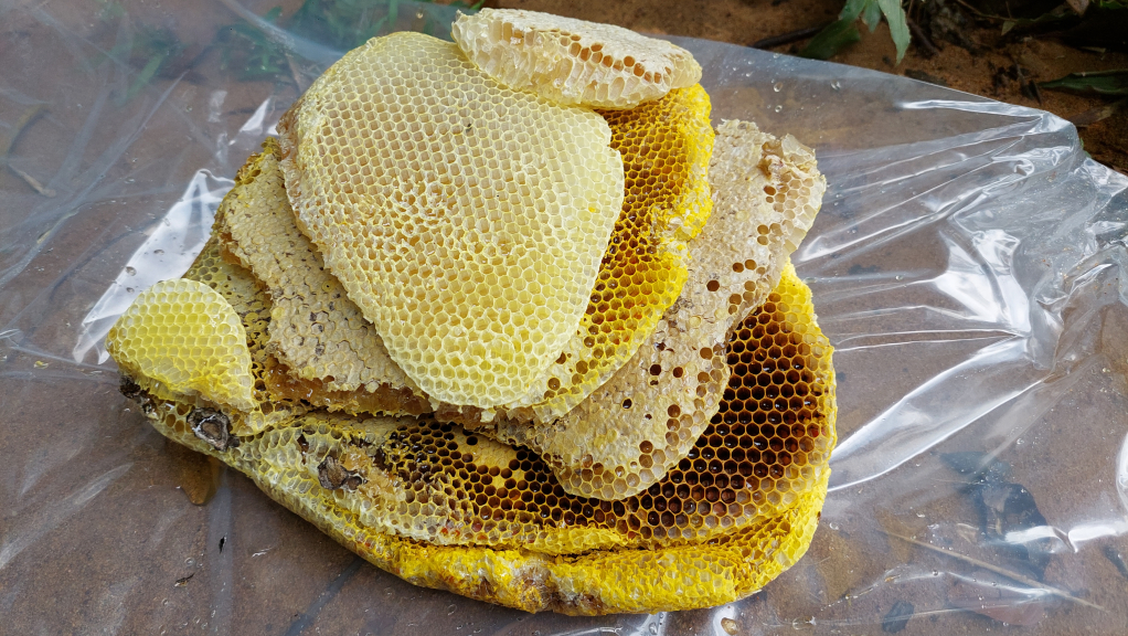 Tổ ong đá đầu tiên cho khoảng 8 kg mật