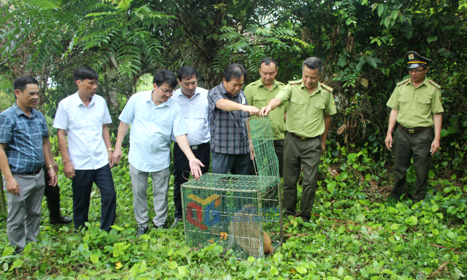 Lãnh đạo Vườn quốc gia Bái Tử Long và huyện Vân Đồn thả khỉ về môi trường tự nhiên.