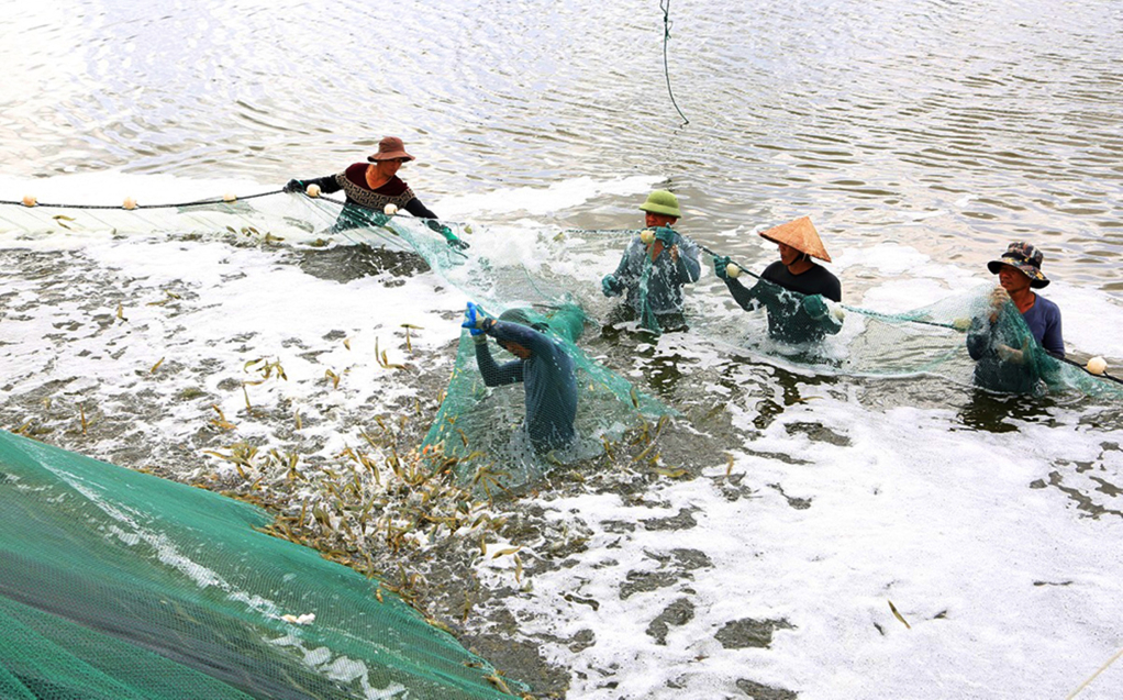 Người dân xã Hải Lạng, huyện Tiên Yên thu hoạch tôm.