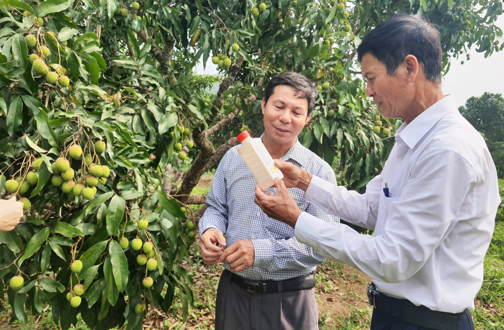Đại diện HTX sản xuất, kinh doanh, dịch vụ nông nghiệp Bình Khê hướng dẫn nông dân sử dụng thuốc bảo vệ thực vật trên cây vải.  Ảnh: Việt Hoa