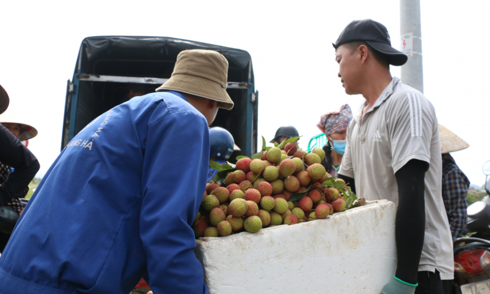 Vải chín sớm Phương Nam vào vụ