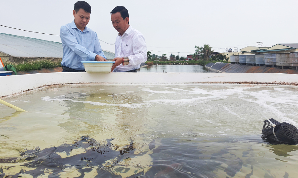 Nuôi trồng công nghệ cao chiếm ưu thế trong sản xuất nông nghiệp