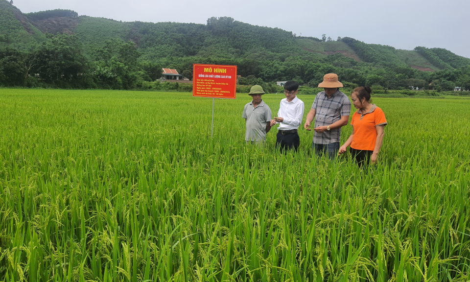 Niềm vui trên cánh đồng Quan