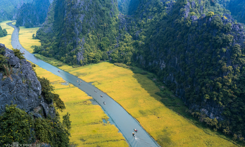 Mùa vàng ở Tam Cốc