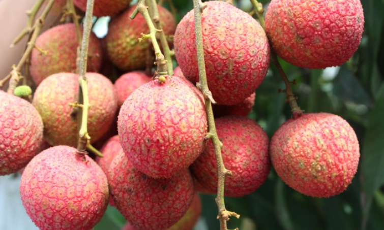 Bản tin Quảng Ninh ngày 05/6/2023