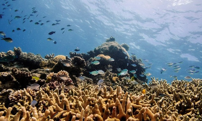 UNESCO welcomes $2.9B Australian investment in Great Barrier Reef