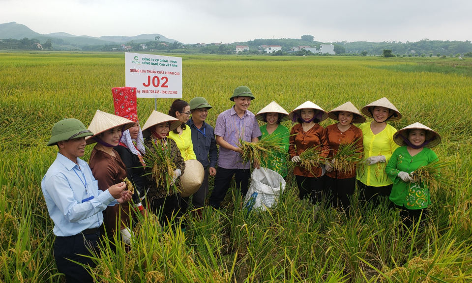 Tổng kết mô hình sản xuất lúa chất lượng cao