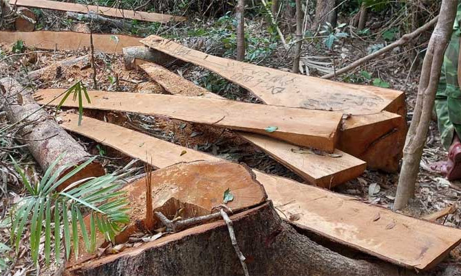 52 cây gỗ bị cưa hạ trơ gốc trong rừng phòng hộ