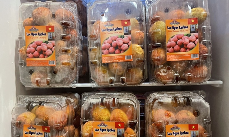 First batch of Vietnam's early ripening lychees exported to UK