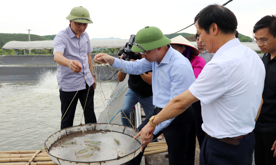 Chủ động phòng, chống dịch bệnh trên tôm nuôi trong mùa nắng nóng