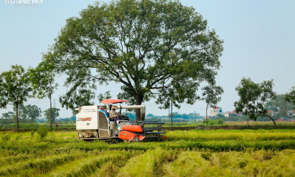 Mùa gặt bình dị ở ngoại thành Hà Nội