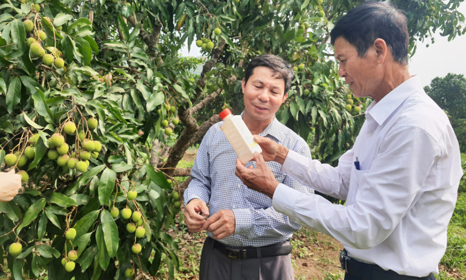 Nâng cao hiệu quả hoạt động của mô hình kinh tế tập thể 