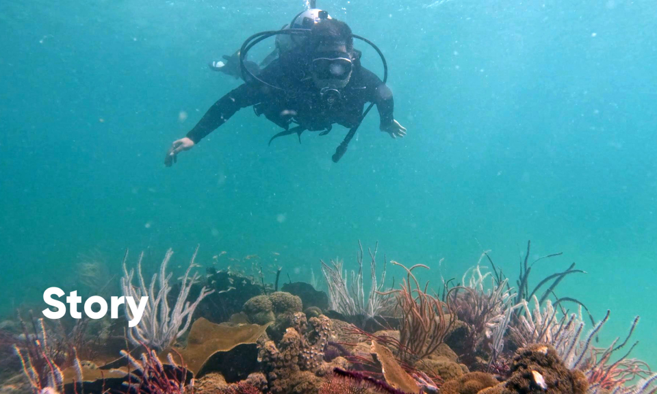 Lặn ngắm san hô: Thưởng thức trọn vẹn vẻ đẹp biển Cô Tô