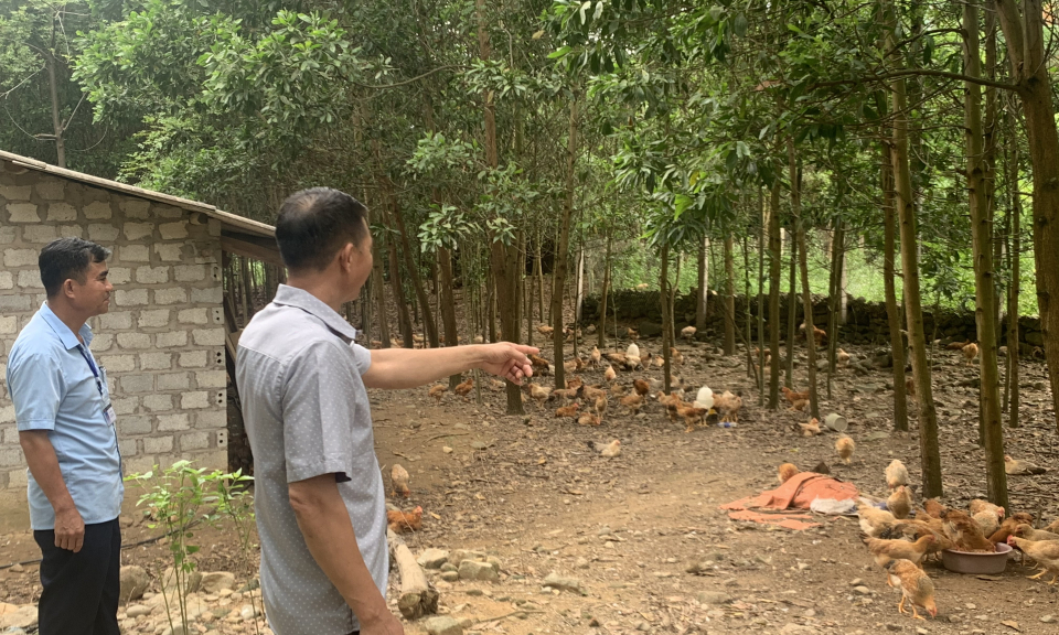 Ghi nhận ở xã Phong Dụ