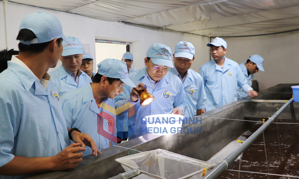 Bí thư Tỉnh ủy Nguyễn Xuân Ký kiểm tra nuôi trồng thủy sản tại huyện Đầm Hà và Tiên Yên, tháng 6-2023