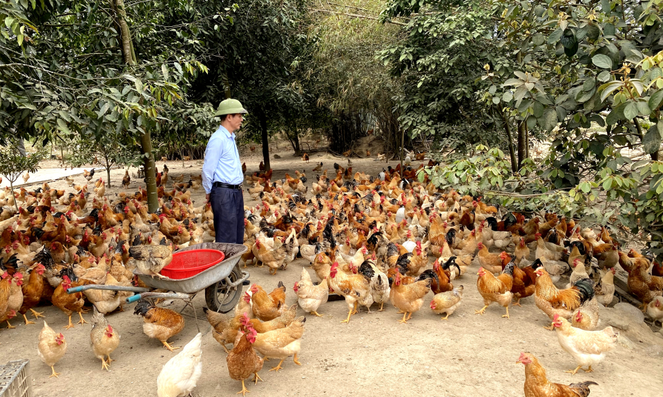 Nhân giống, phát triển đàn gà Tiên Yên