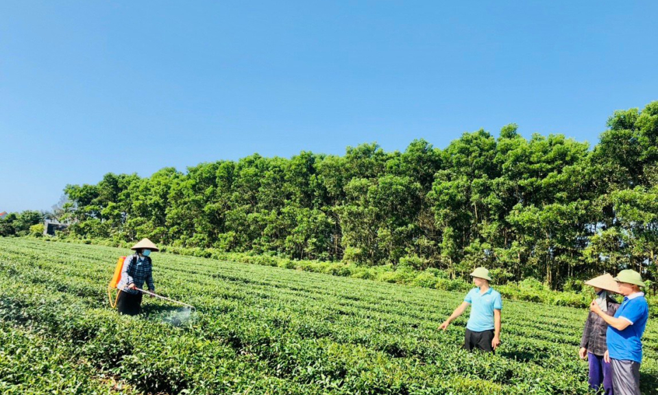 Sử dụng phân bón hữu cơ công nghệ nano trong sản xuất