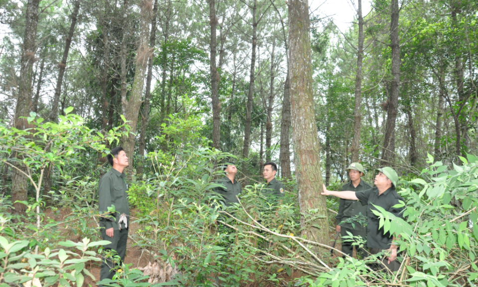 Vốn quý từ rừng