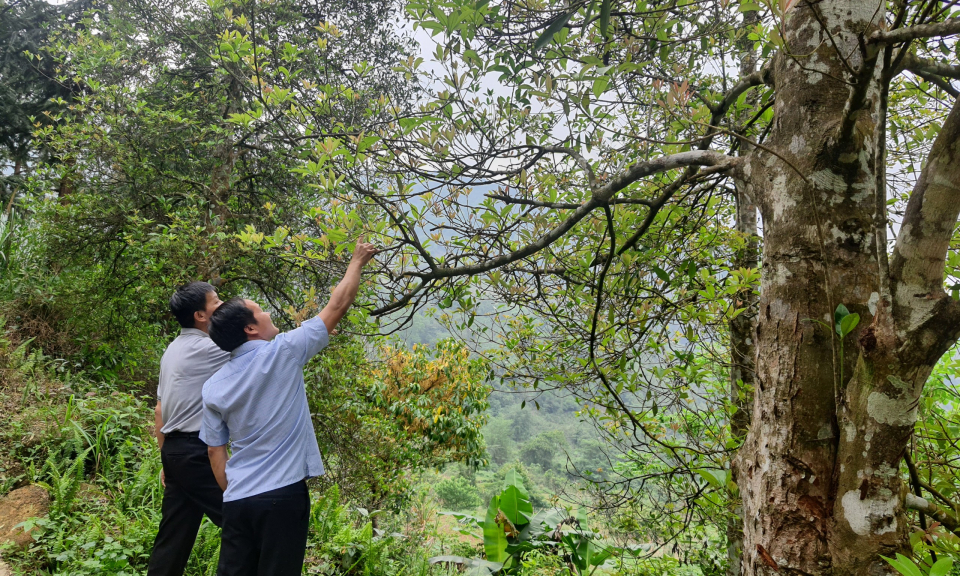 Chuyển động sản xuất nông nghiệp ở Bình Liêu