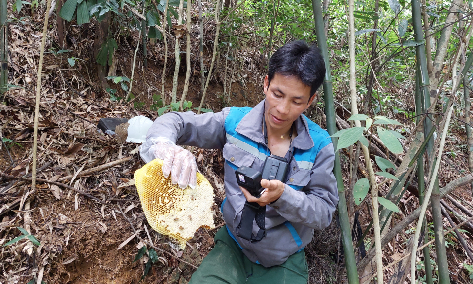 Gian nan nghề săn mật ong rừng
