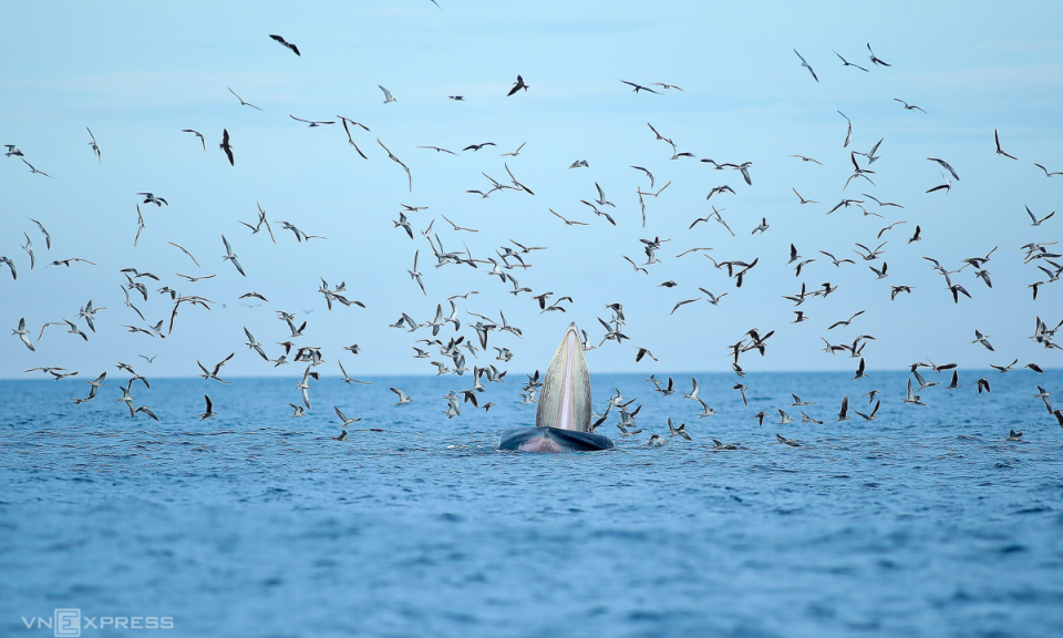 Vung Boi Beach: Uncovering the whereabouts of whales