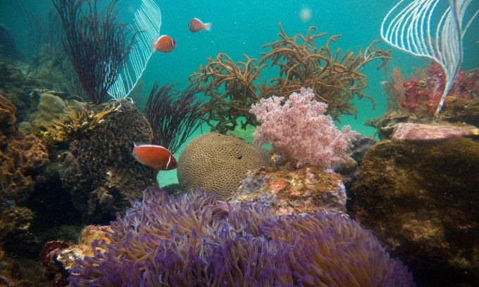 Four best diving spots in Vietnam