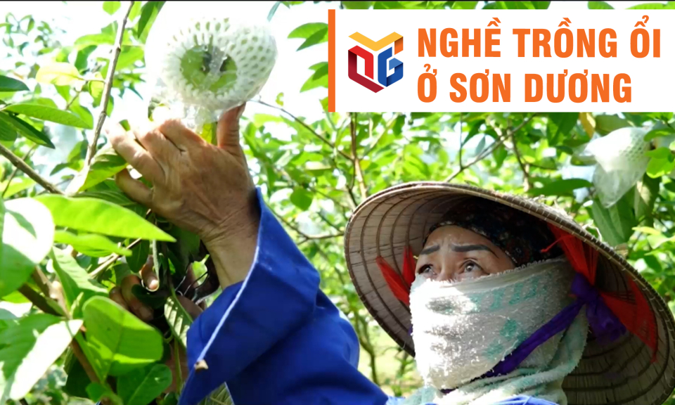 Nghề trồng ổi ở Sơn Dương