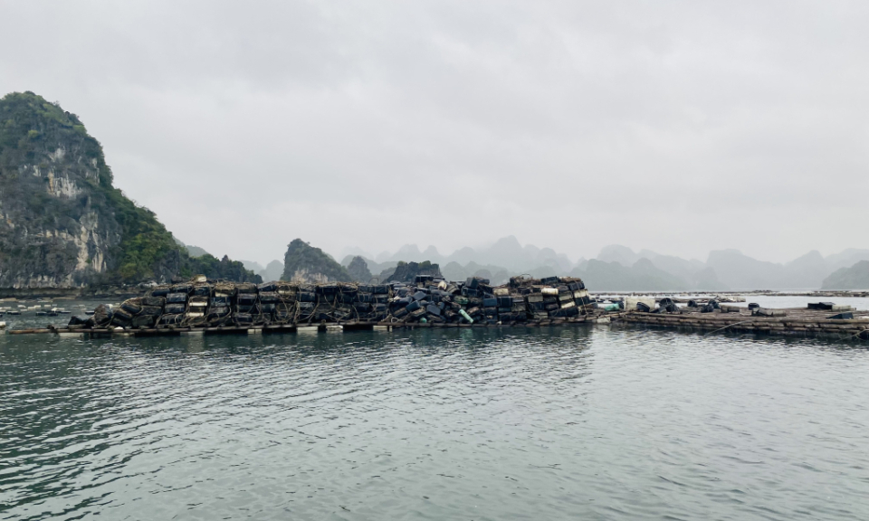 Hạ Long: Cần sớm có quy hoạch nuôi trồng thủy sản