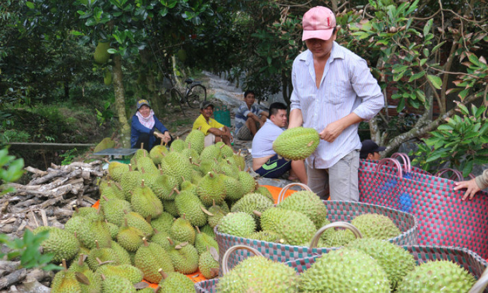 Xuất khẩu sầu riêng tăng 18 lần