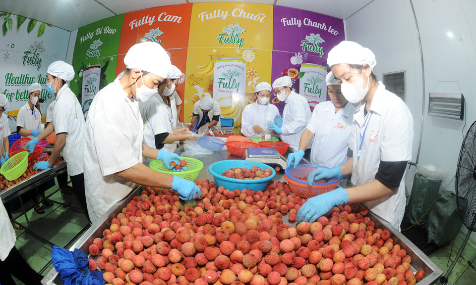 Chung tay tiêu thụ vải thiều