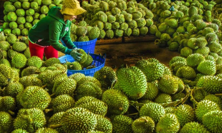 Xuất khẩu rau quả 6 tháng gần bằng cả năm ngoái