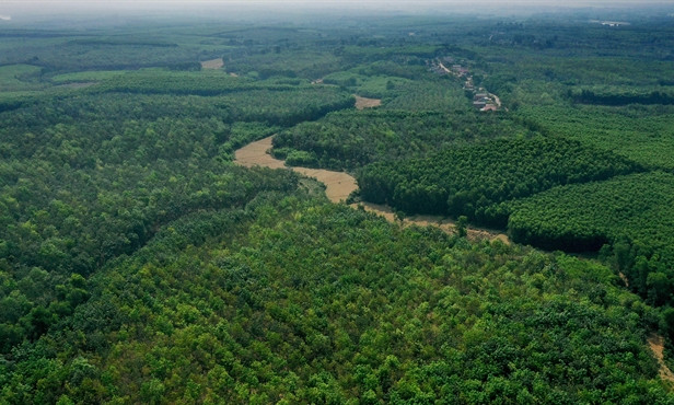 Việt Nam’s forest coverage remained at 42.02 per cent in 2022