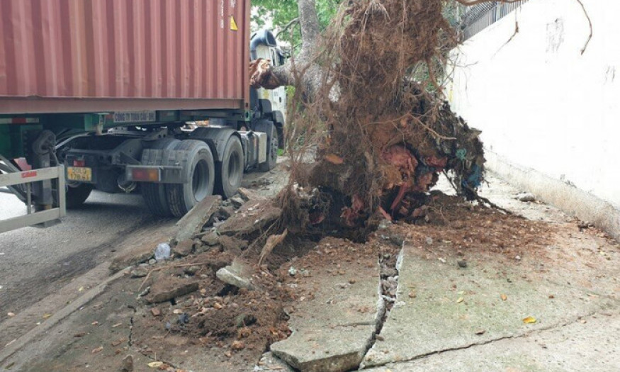 Cây cổ thụ bật gốc đè móp cabin xe container đang chạy trên đường
