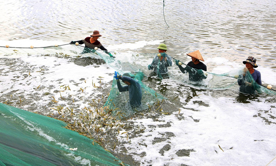 Đảm bảo an toàn nuôi trồng thủy sản mùa mưa bão