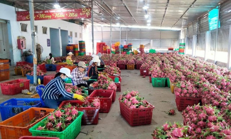 Nông sản Việt đắt khách tại châu Á
