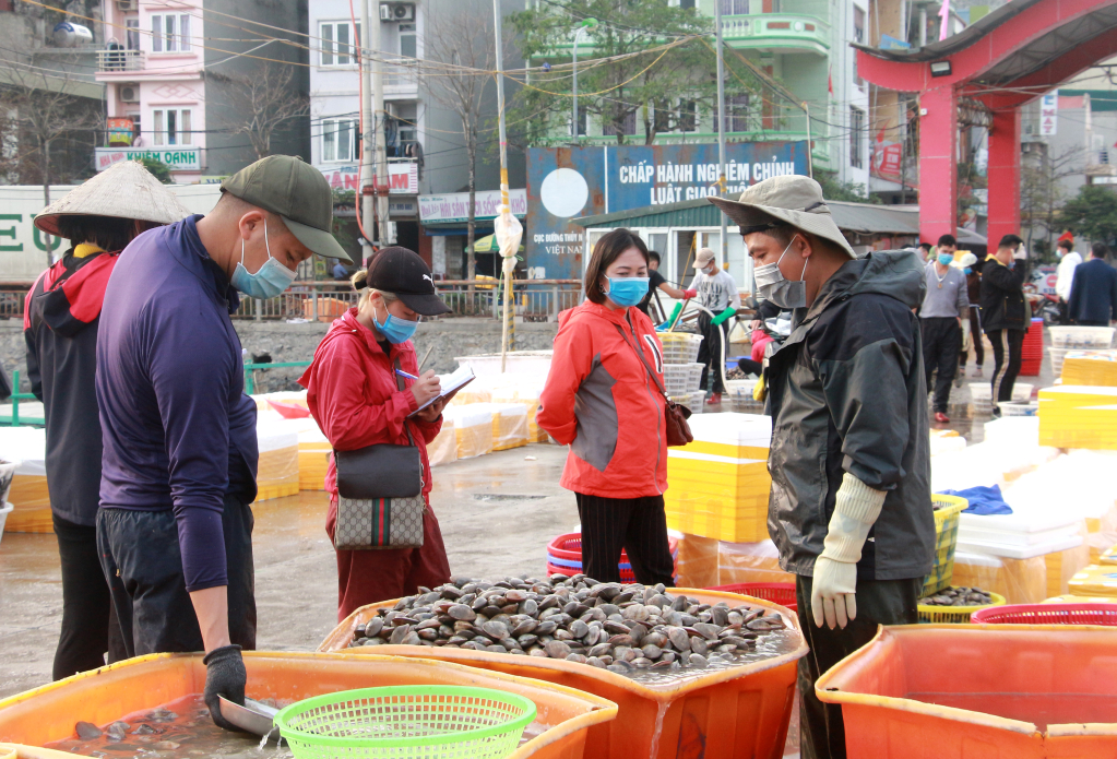 Thu mua thủy sản tại cảng Cái Rồng, huyện Vân Đồn. Ảnh: Mạnh Trường
