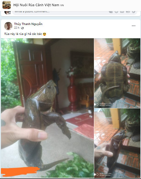 Đối tượng rao bán cá thể Rùa đầu to trên trang Facebook cá nhân
