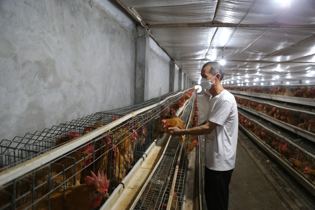 Mô hình nuôi gà Tiên Yên tại Công ty CP Phát triển Chăn nuôi và Nông - Lâm - Ngư nghiệp Phúc Long (huyện Tiên Yên).